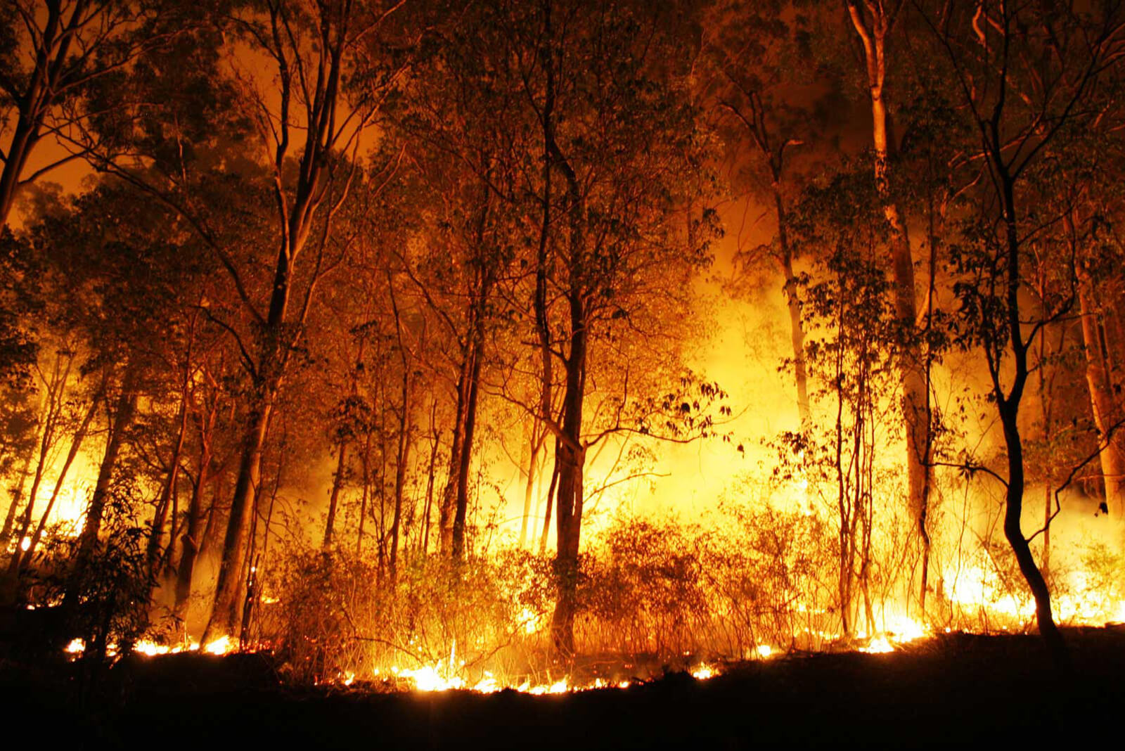 ClearShield Bushfire Screens